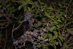 Memecylon umbellatum